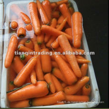 Chinesische Karotte zum Verkauf